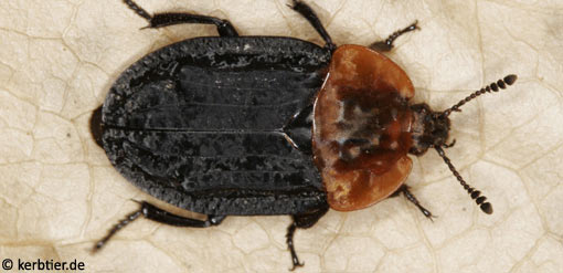 Oiceoptoma thoracica