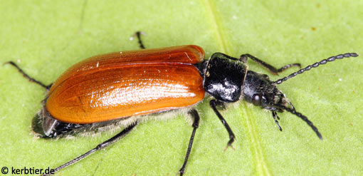 Omophlus lepturoides