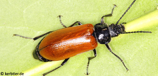 Omophlus lepturoides B