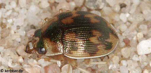 Omophron limbatum