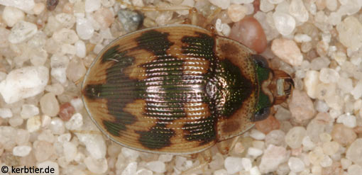 Omophron limbatum C