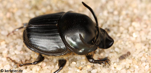 Onthophagus taurus