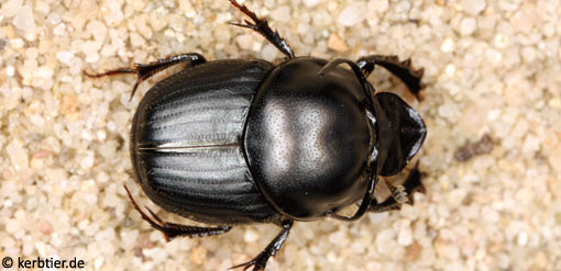 Onthophagus taurus B