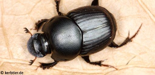 Onthophagus taurus C