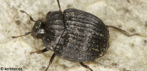 Onthophilus striatus