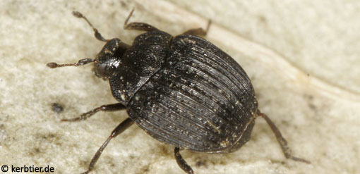 Onthophilus striatus B