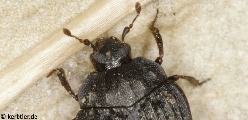 Onthophilus striatus C