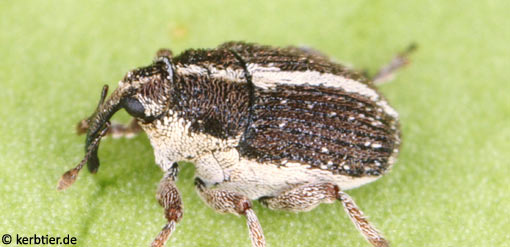 Oprohinus suturalis B