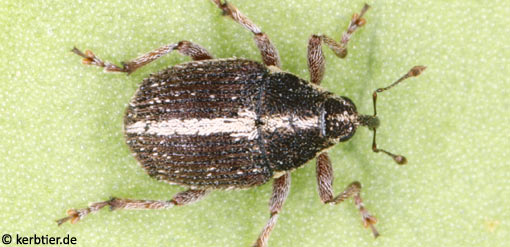 Oprohinus suturalis C
