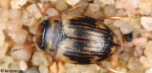 Oreodytes sanmarkii B