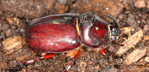 Oryctes nasicornis