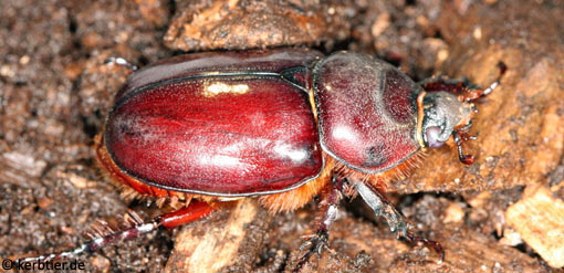 Oryctes nasicornis B