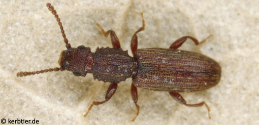 Oryzaephilus surinamensis