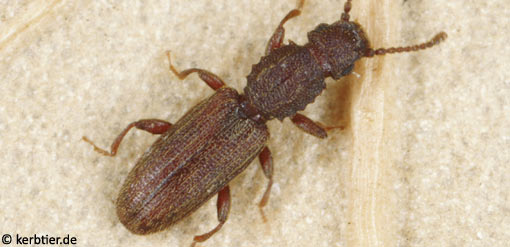 Oryzaephilus surinamensis B