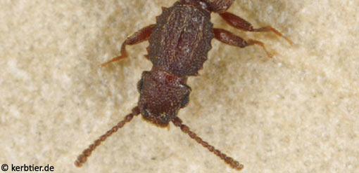 Oryzaephilus surinamensis C