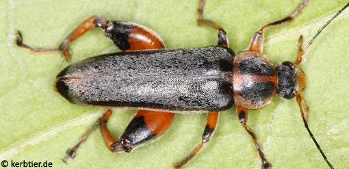 Osphya bipunctata
