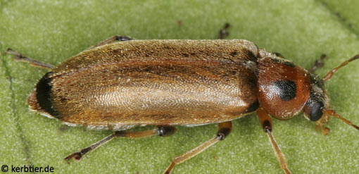 Osphya bipunctata B