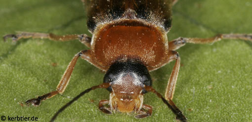 Osphya bipunctata C