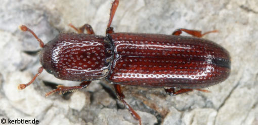 Oxylaemus cylindricus