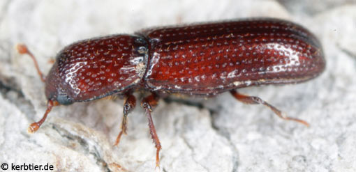 Oxylaemus cylindricus B