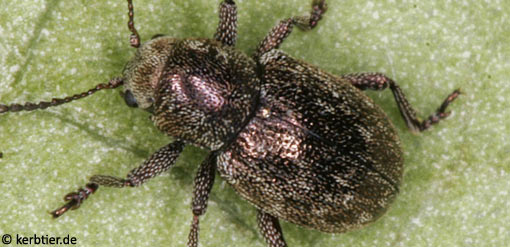 Pachnephorus pilosus