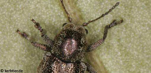 Pachnephorus pilosus B