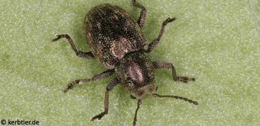 Pachnephorus pilosus C