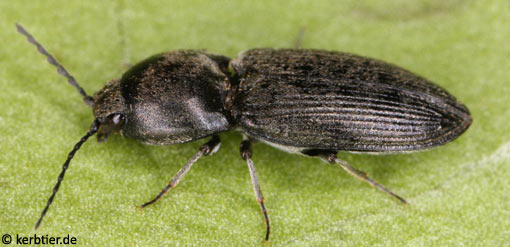 Paracardiophorus musculus