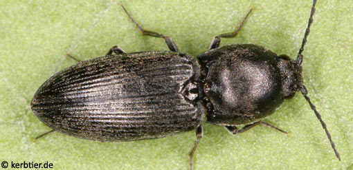 Paracardiophorus musculus B