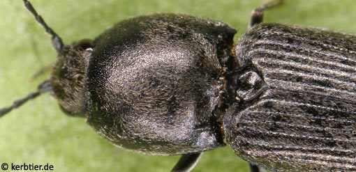 Paracardiophorus musculus C