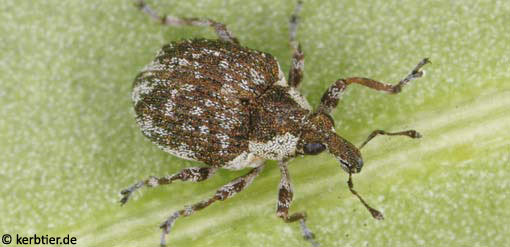 Pelenomus velaris