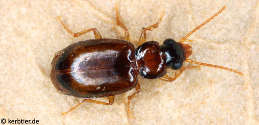 Perigona nigriceps