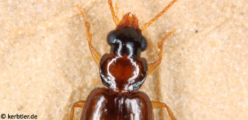 Perigona nigriceps C