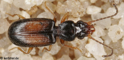 Perileptus areolatus B