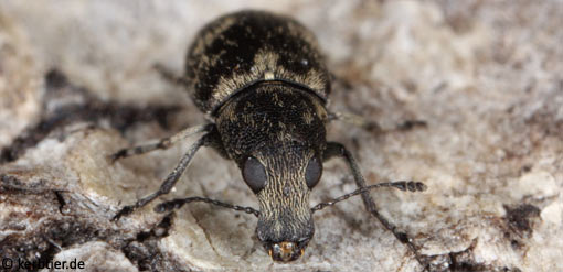 Phaeochrotes cinctus