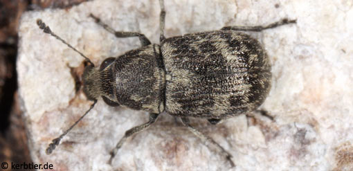 Phaeochrotes cinctus B