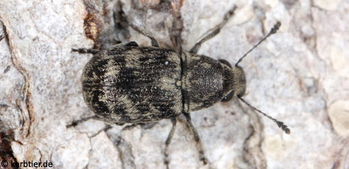 Phaeochrotes cinctus C