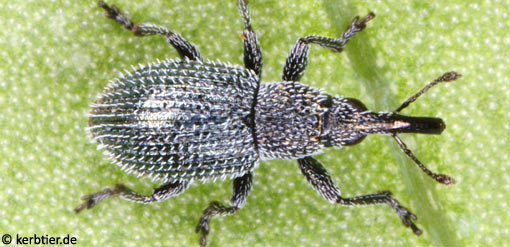 Phrissotrichum rugicolle