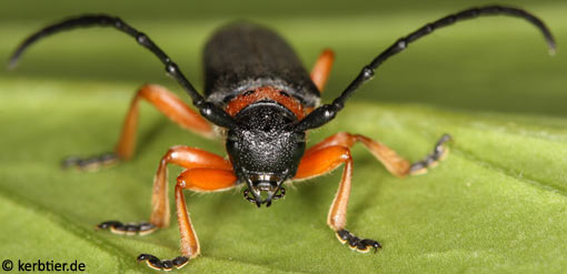 Phytoecia nigripes