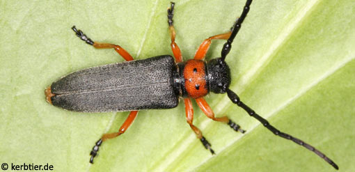 Phytoecia nigripes C