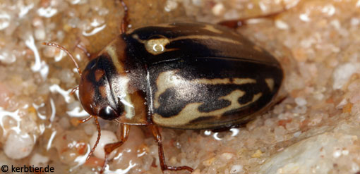 Platambus maculatus