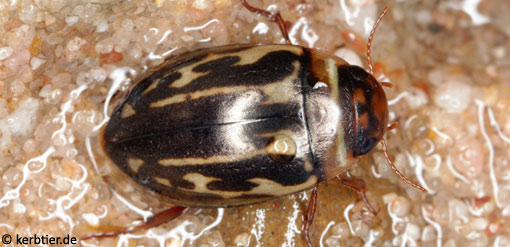 Platambus maculatus B