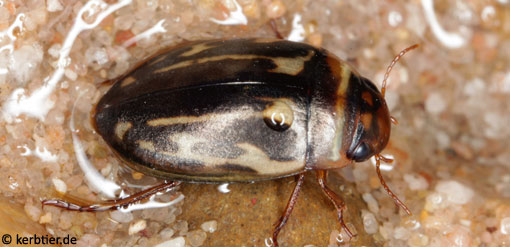 Platambus maculatus C