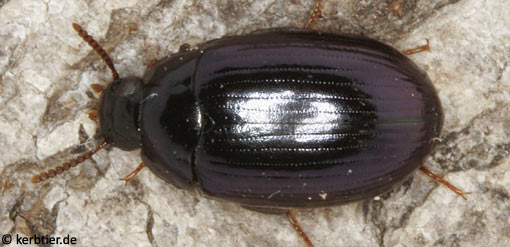 Platydema violaceum B