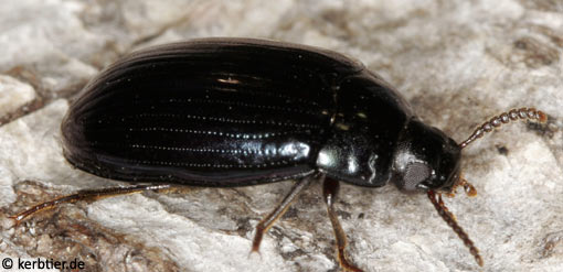 Platydema violaceum C