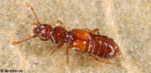 Plectophloeus nitidus C