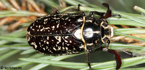 Polyphylla fullo C