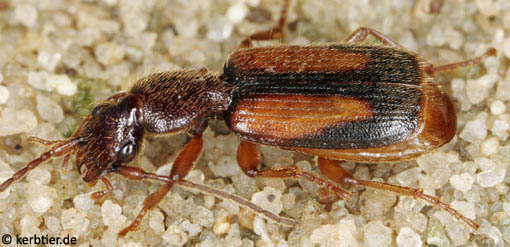 Polystichus connexus