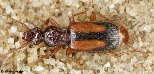 Polystichus connexus B