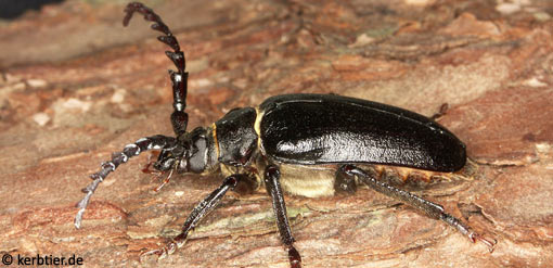 Prionus coriarius